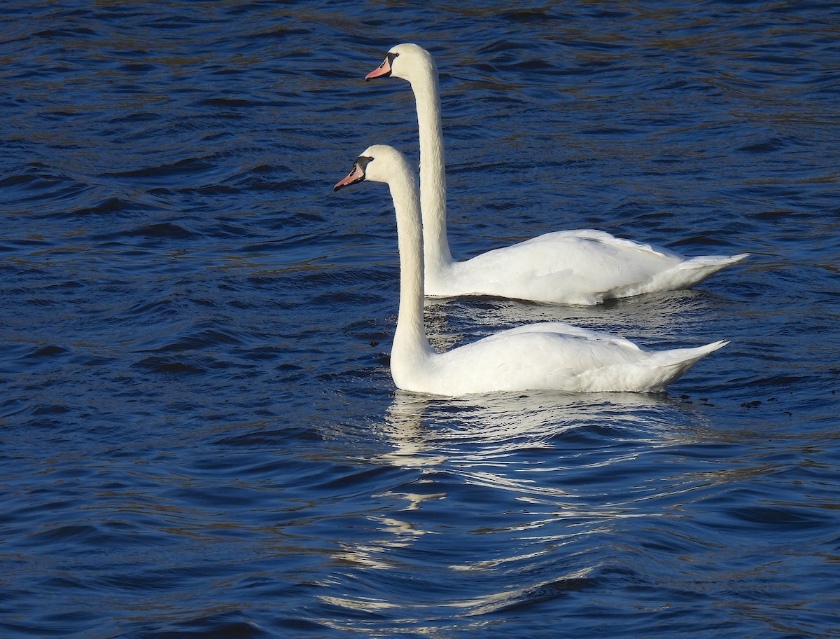 疣鼻天鵝 - ML646585989