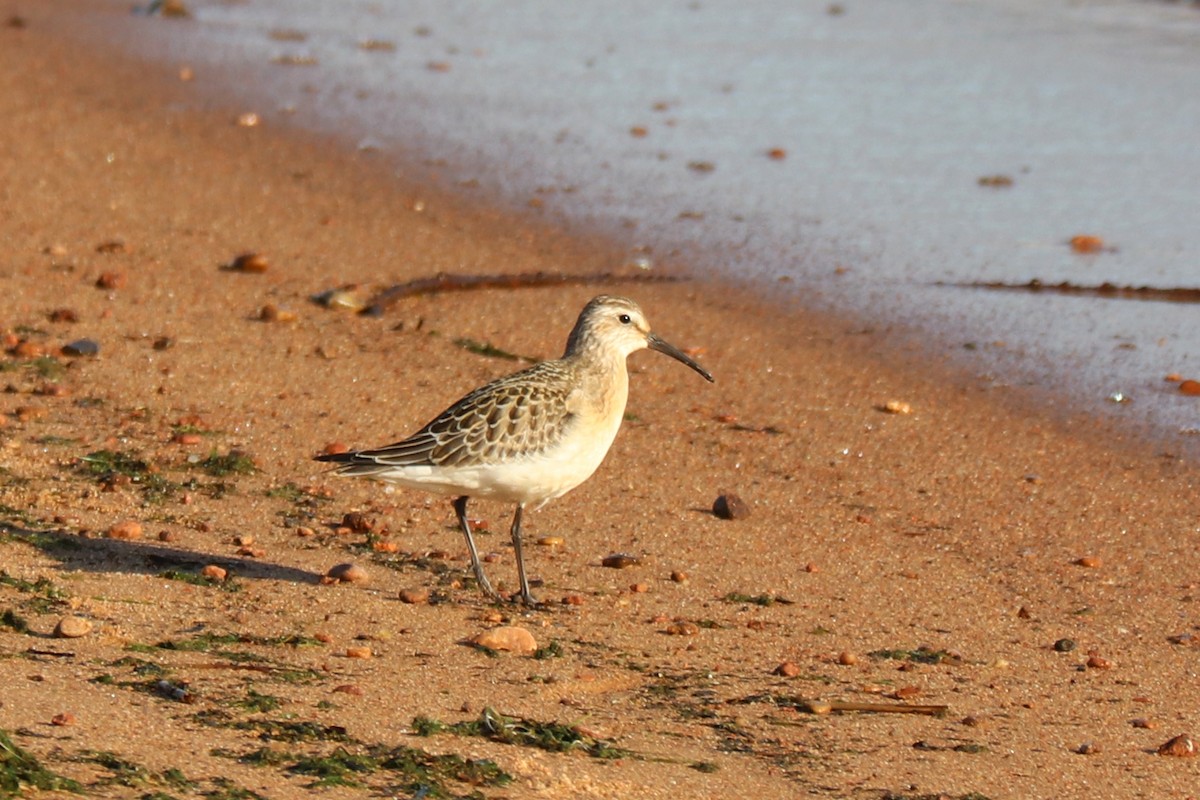 Curlew Sandpiper - ML646585992