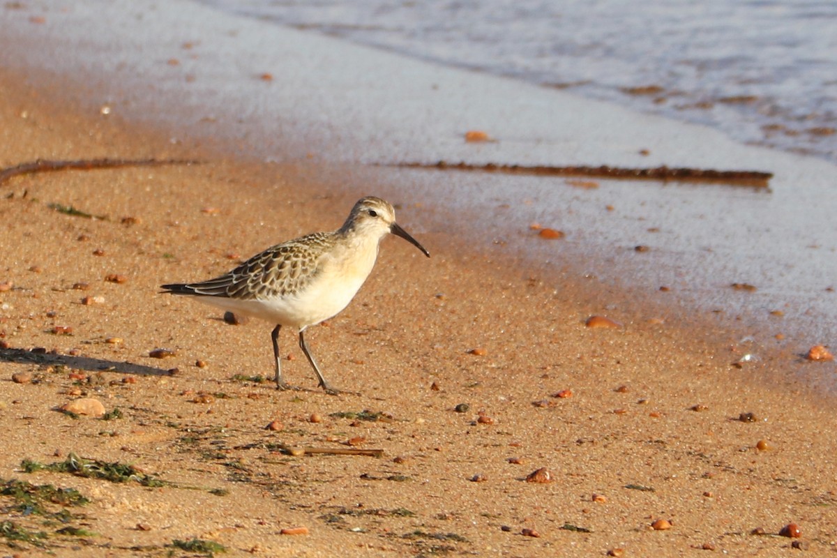 Curlew Sandpiper - ML646585993