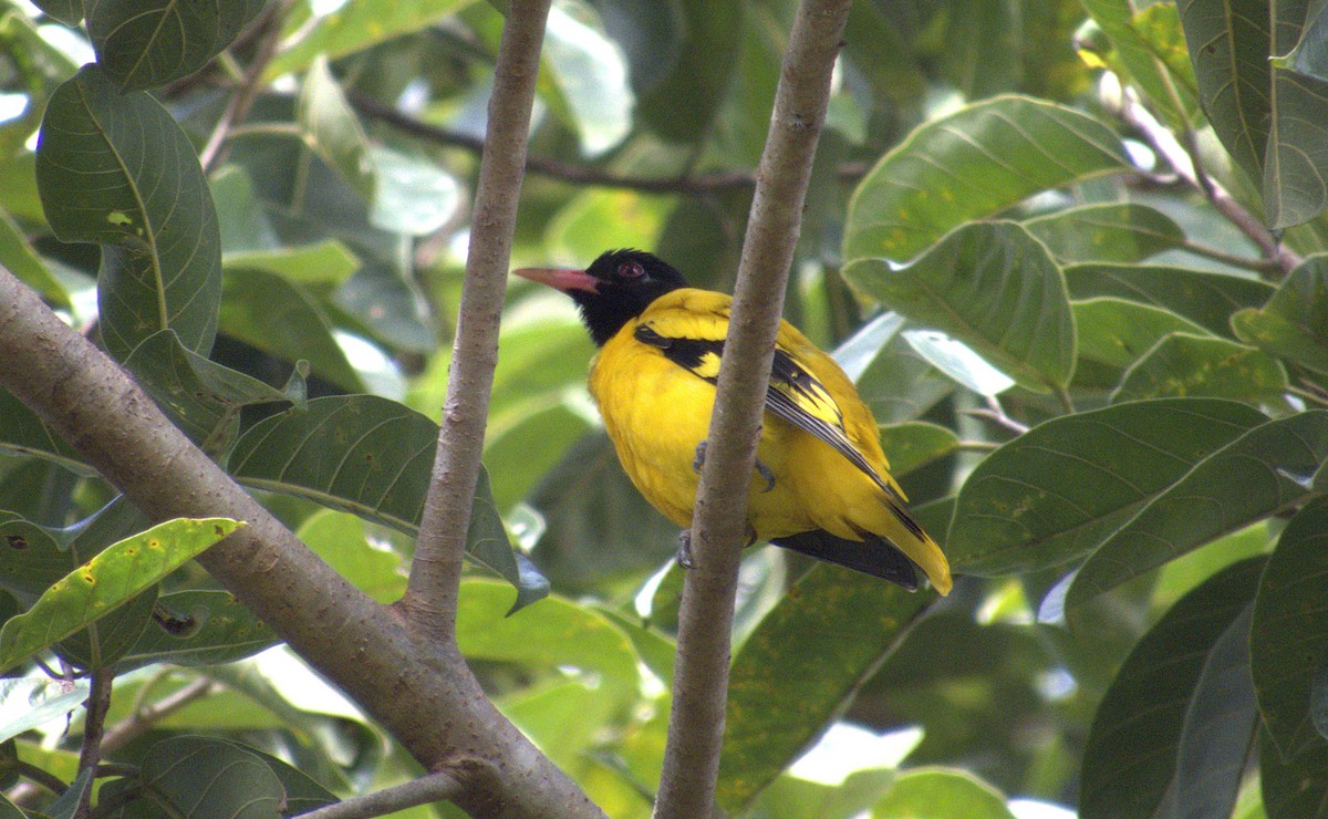 Black-hooded Oriole - ML646585994