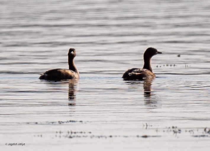 Little Grebe - ML646585996