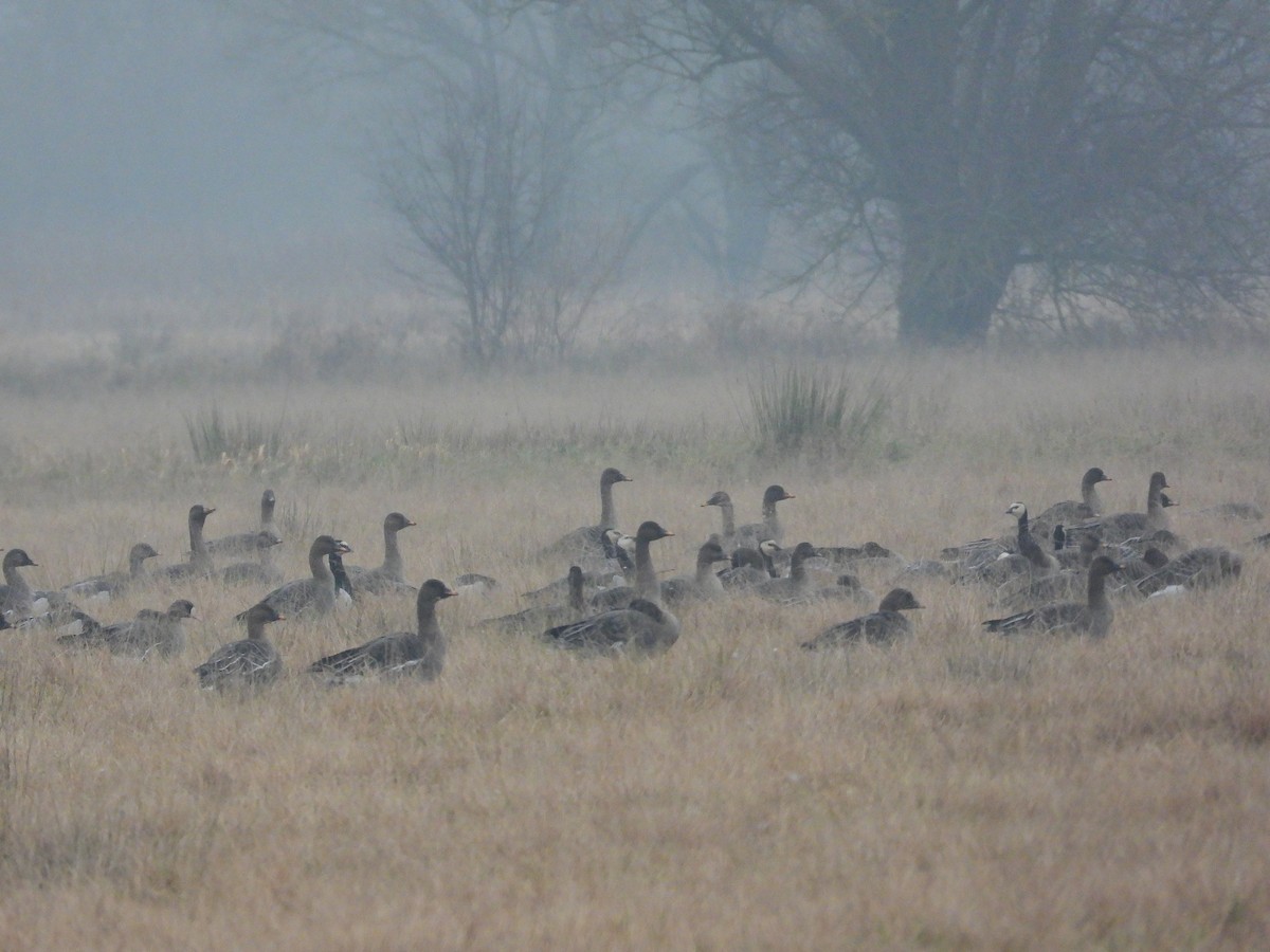 Гуменник великий - ML646585997