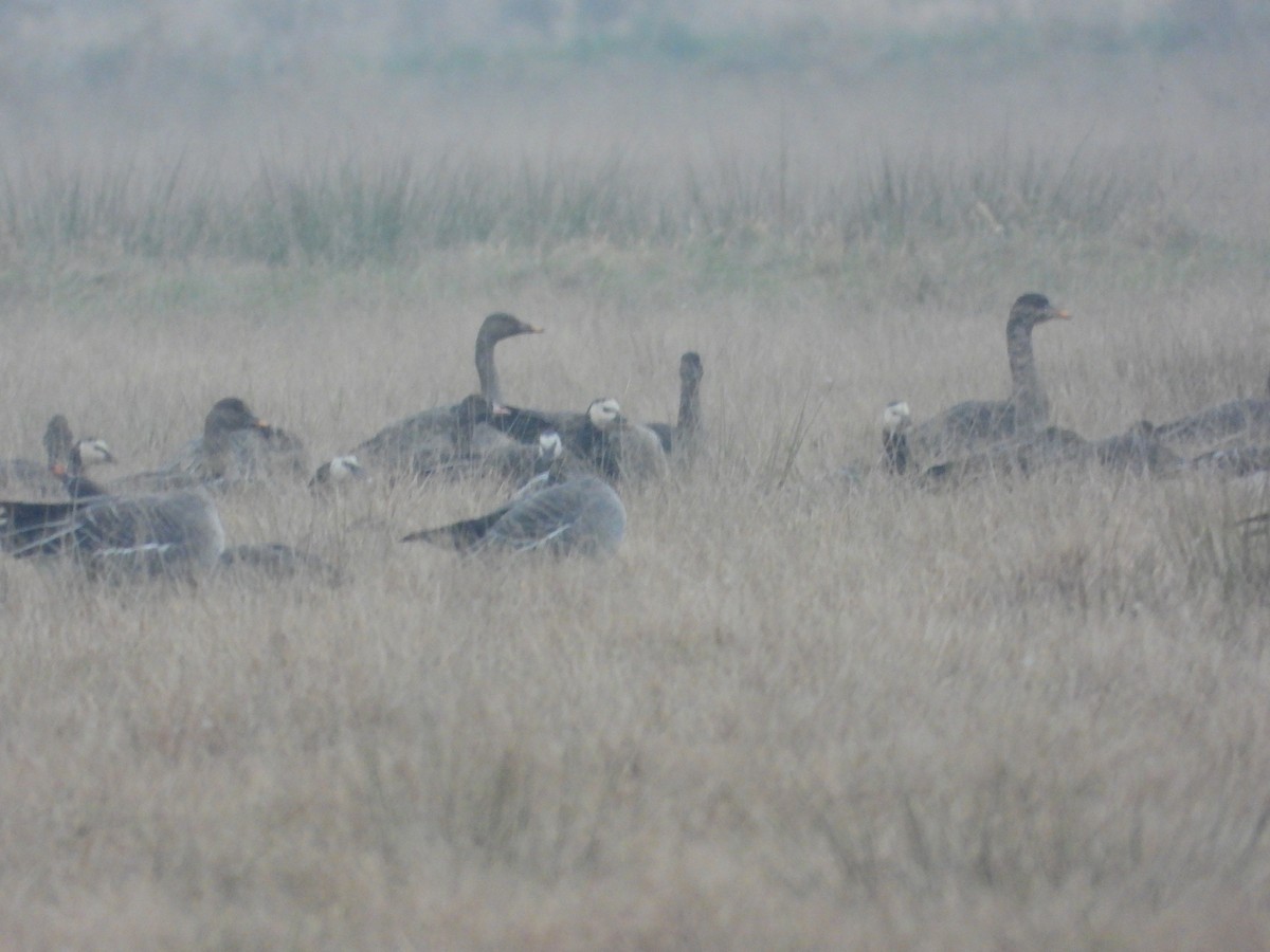 Гуменник великий - ML646585998