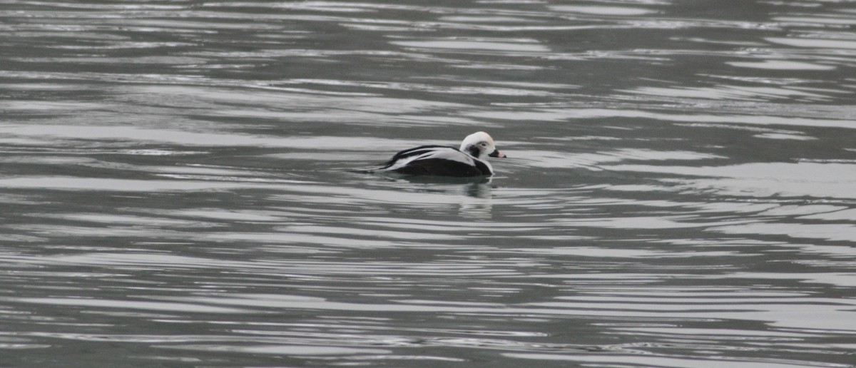 Long-tailed Duck - ML646585999