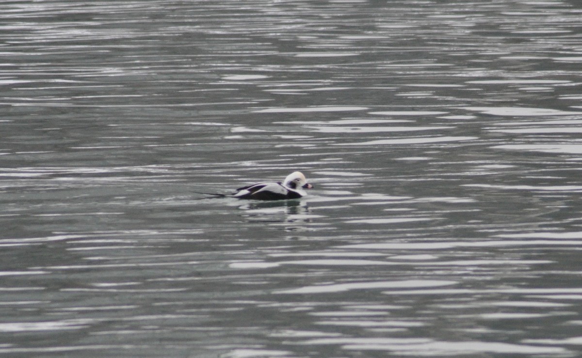 Long-tailed Duck - ML646586000