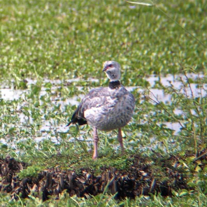 Southern Screamer - ML646586017