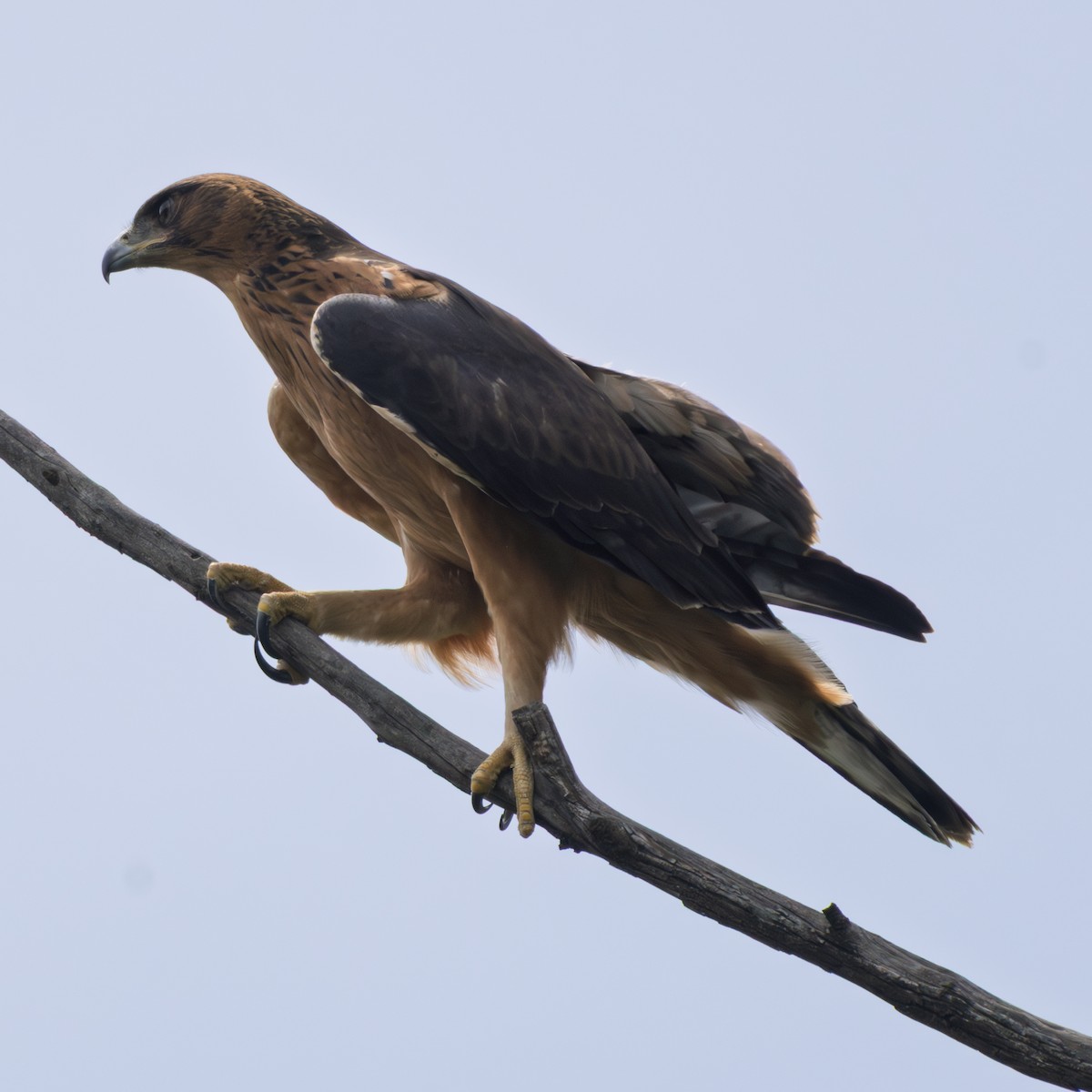 Орел африканський - ML646586018