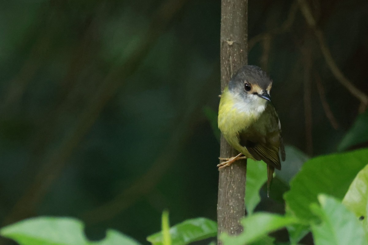 Pale-yellow Robin - ML646586020