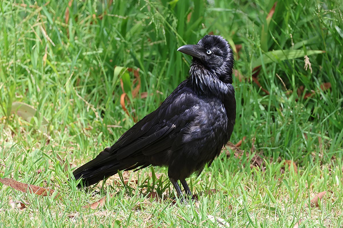 krkavec australský - ML646586022