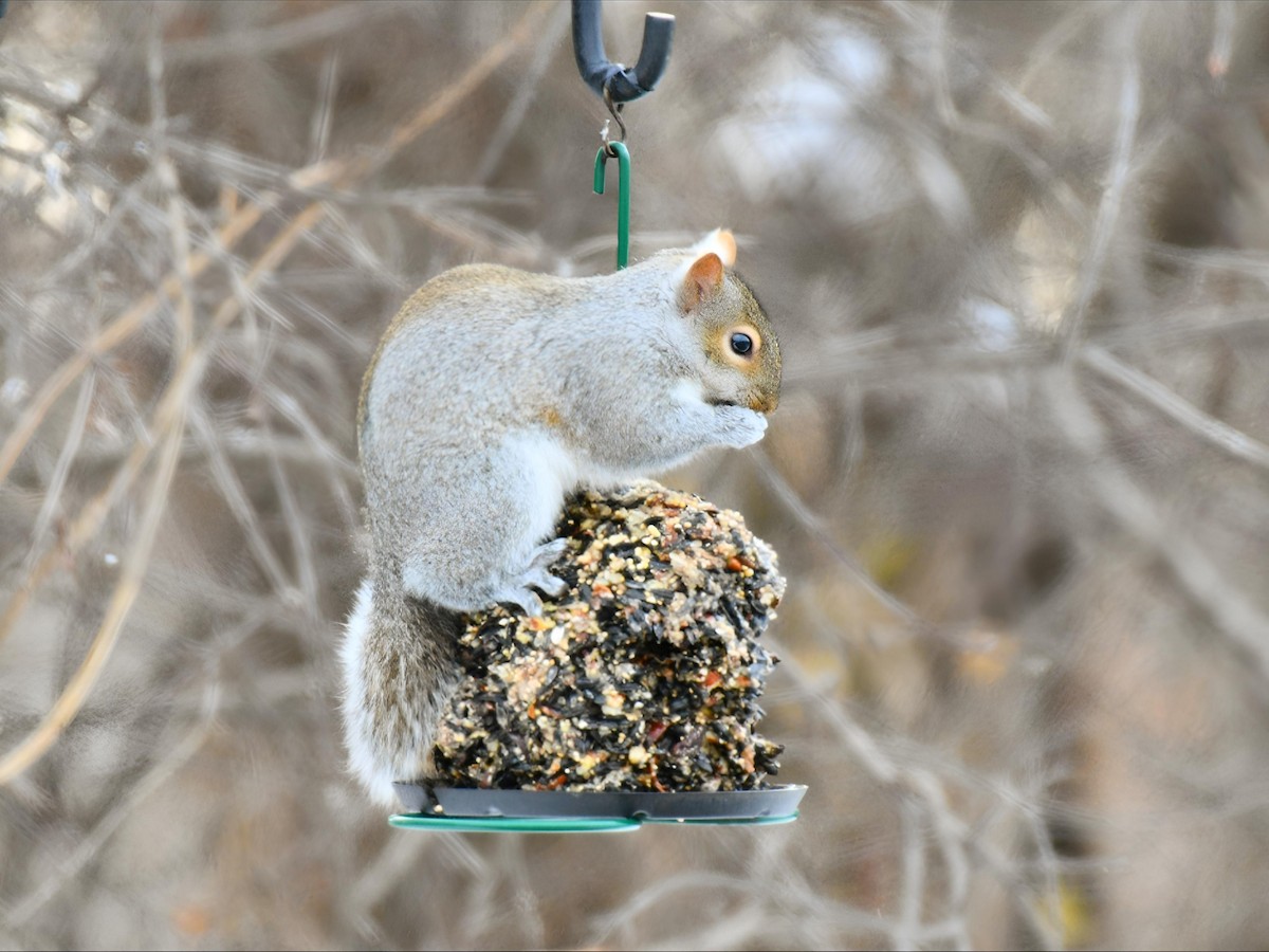 動物界 - ML646586023