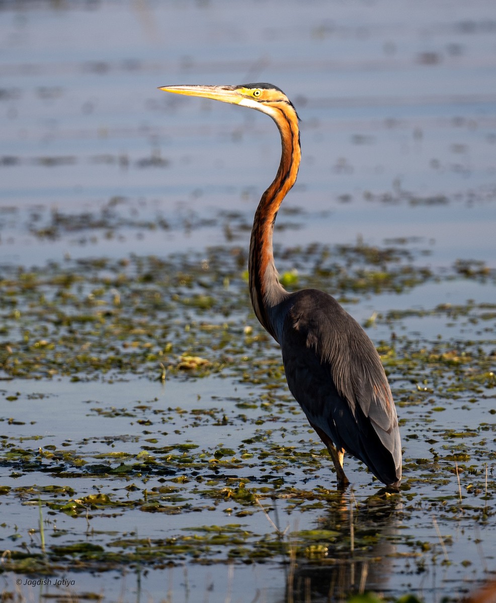 Чапля руда - ML646586025