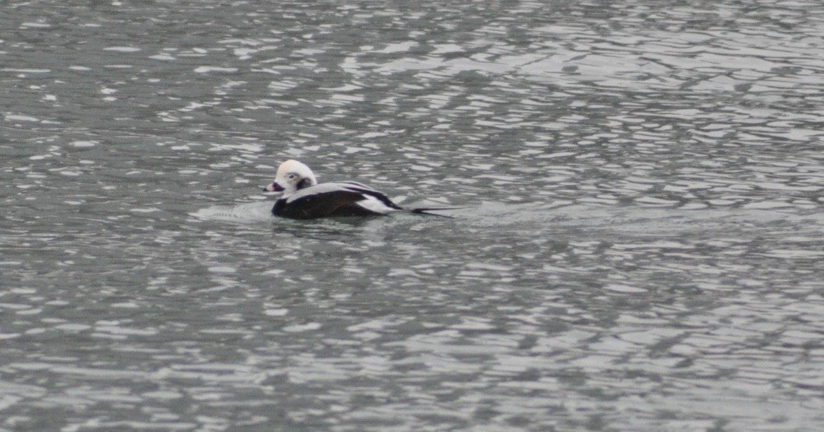 Морянка - ML646586026