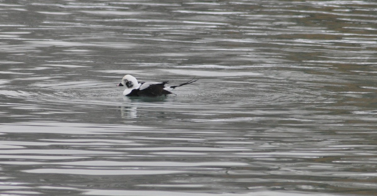 Long-tailed Duck - ML646586027