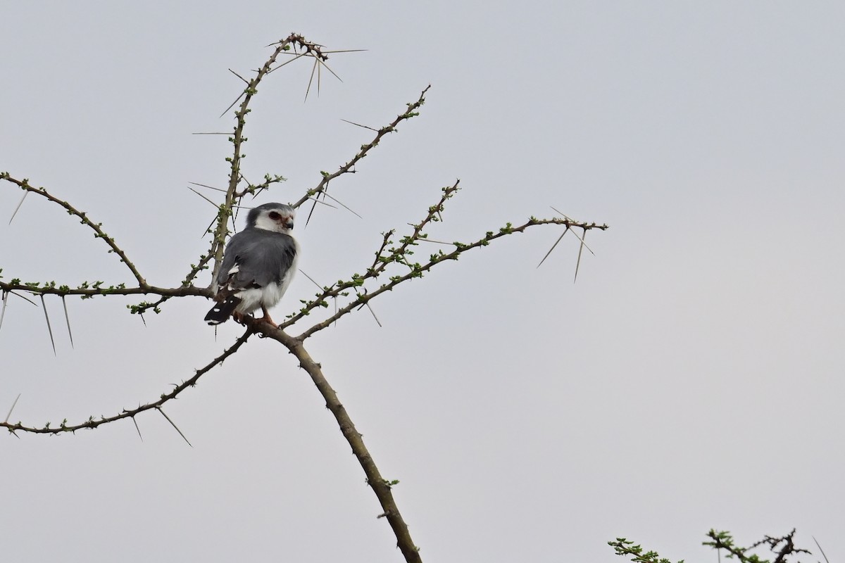 Сокіл-крихітка африканський - ML646586028