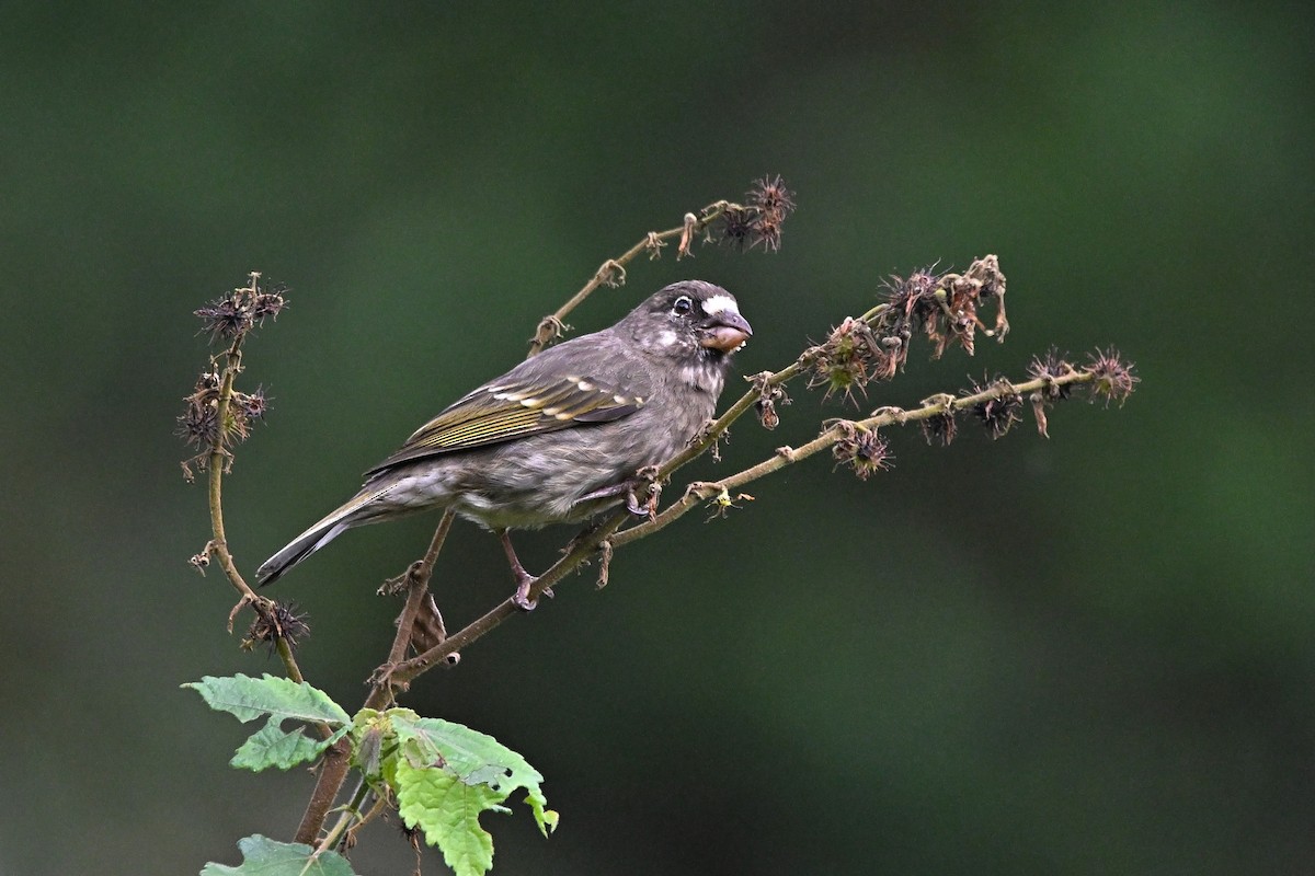 Щедрик товстодзьобий - ML646586029