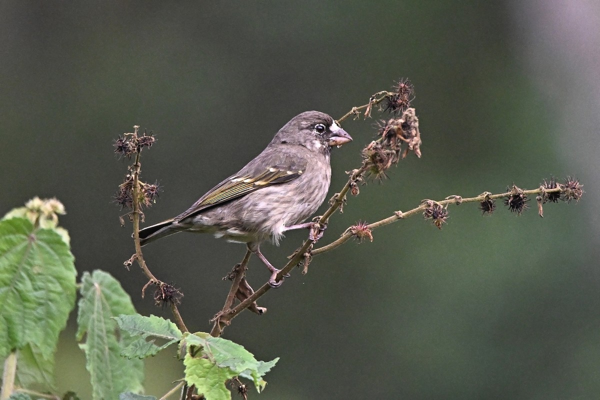 Щедрик товстодзьобий - ML646586039