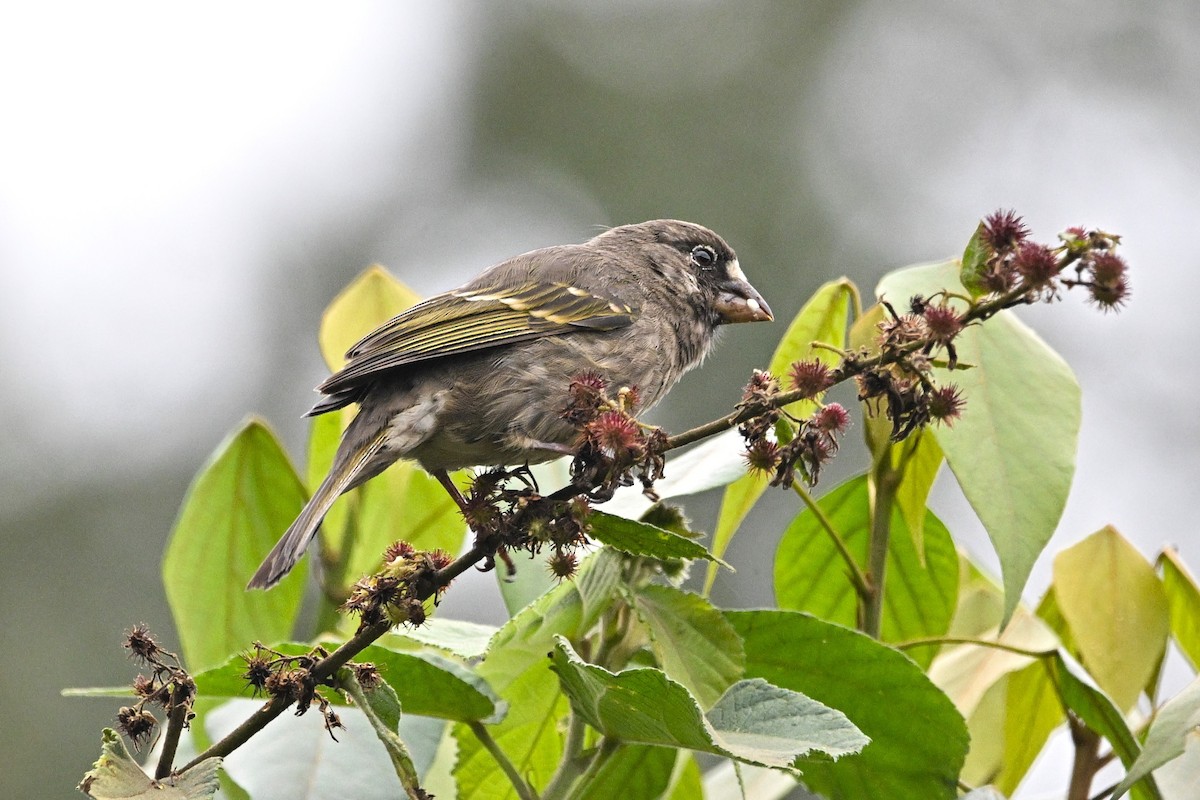 Щедрик товстодзьобий - ML646586044