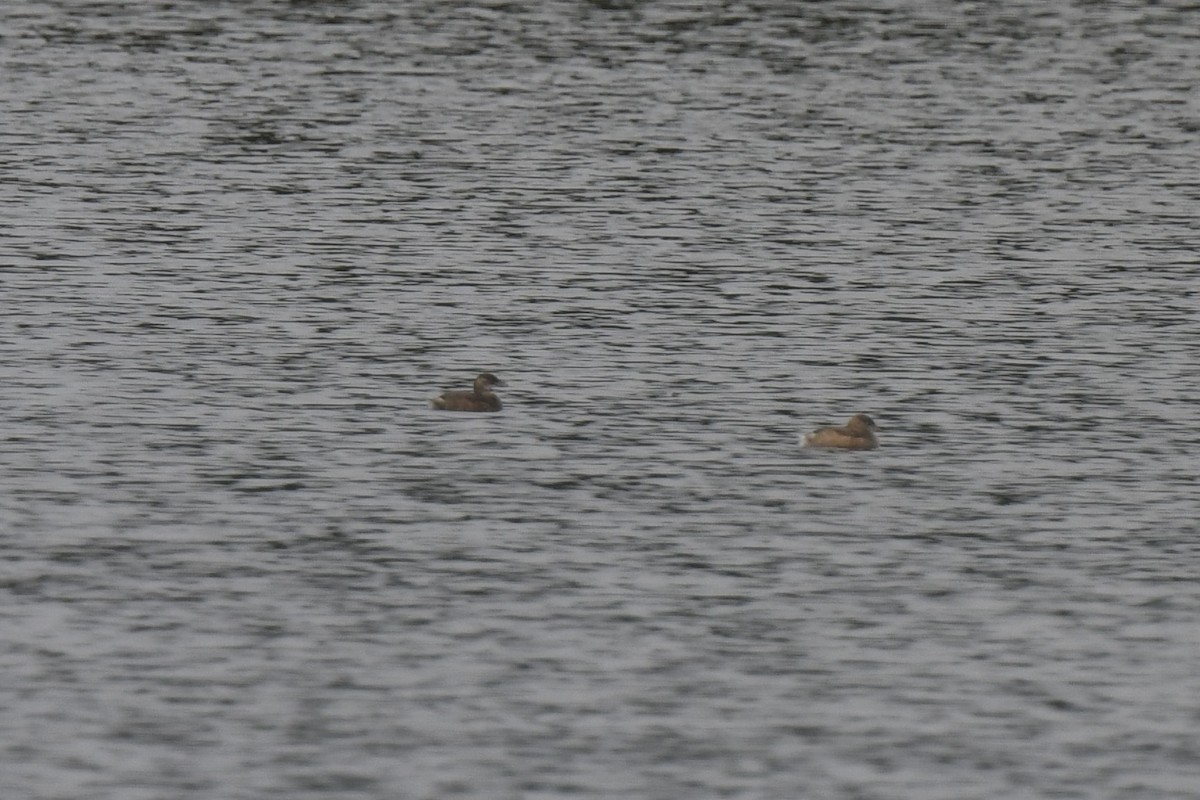 Пірникоза мала - ML646586045