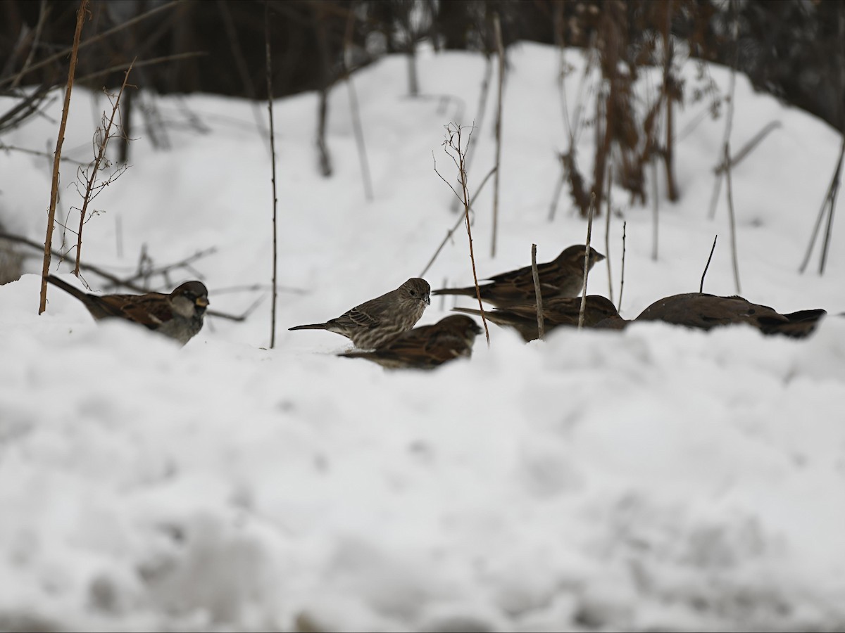 Чечевиця садова - ML646586046