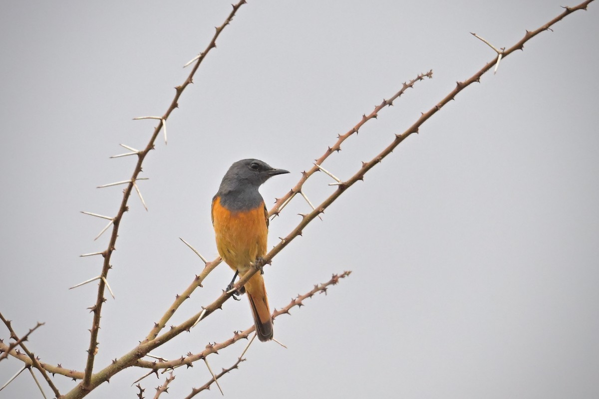 Скеляр малий - ML646586049