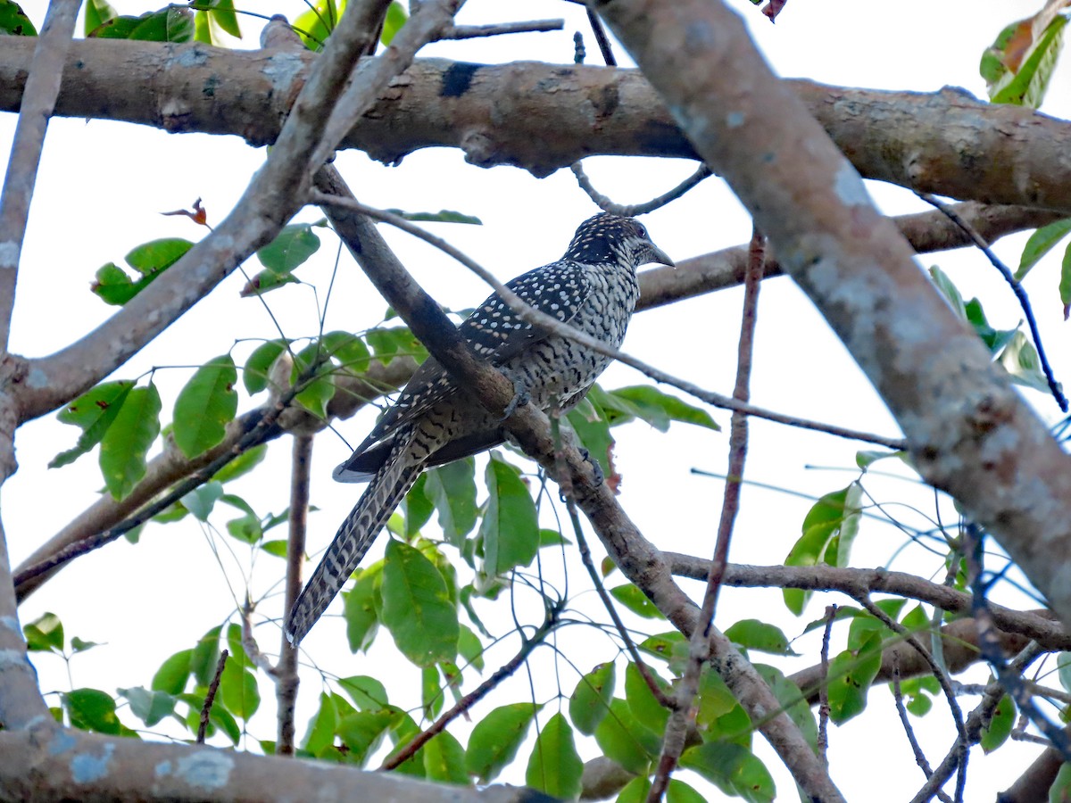 Коель великий - ML646586050