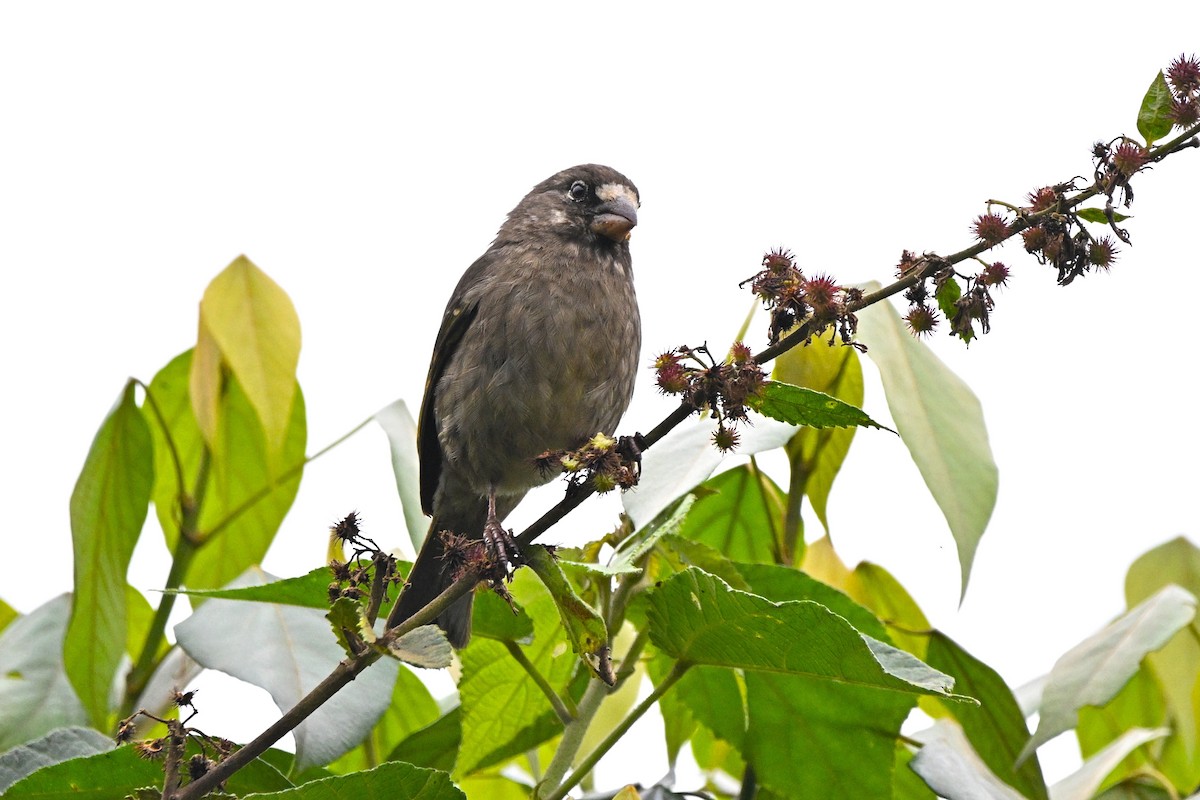 Щедрик товстодзьобий - ML646586053