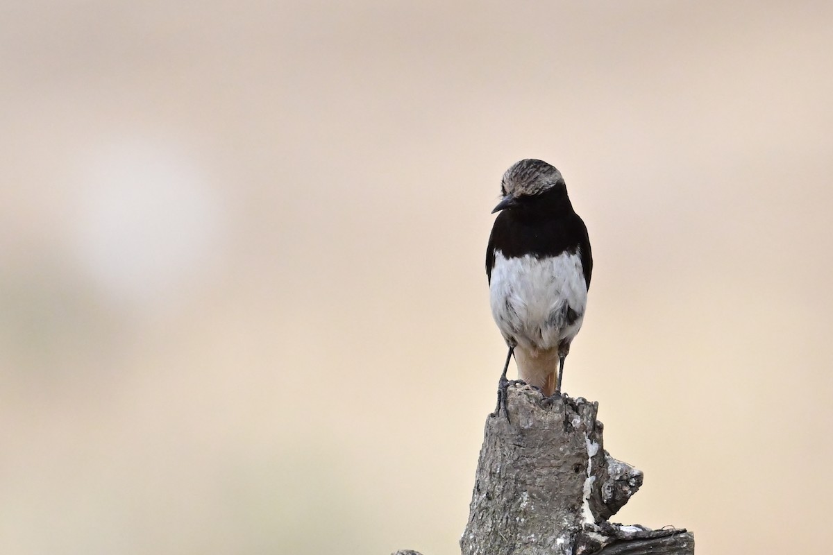 Кам'янка абісинська - ML646586054