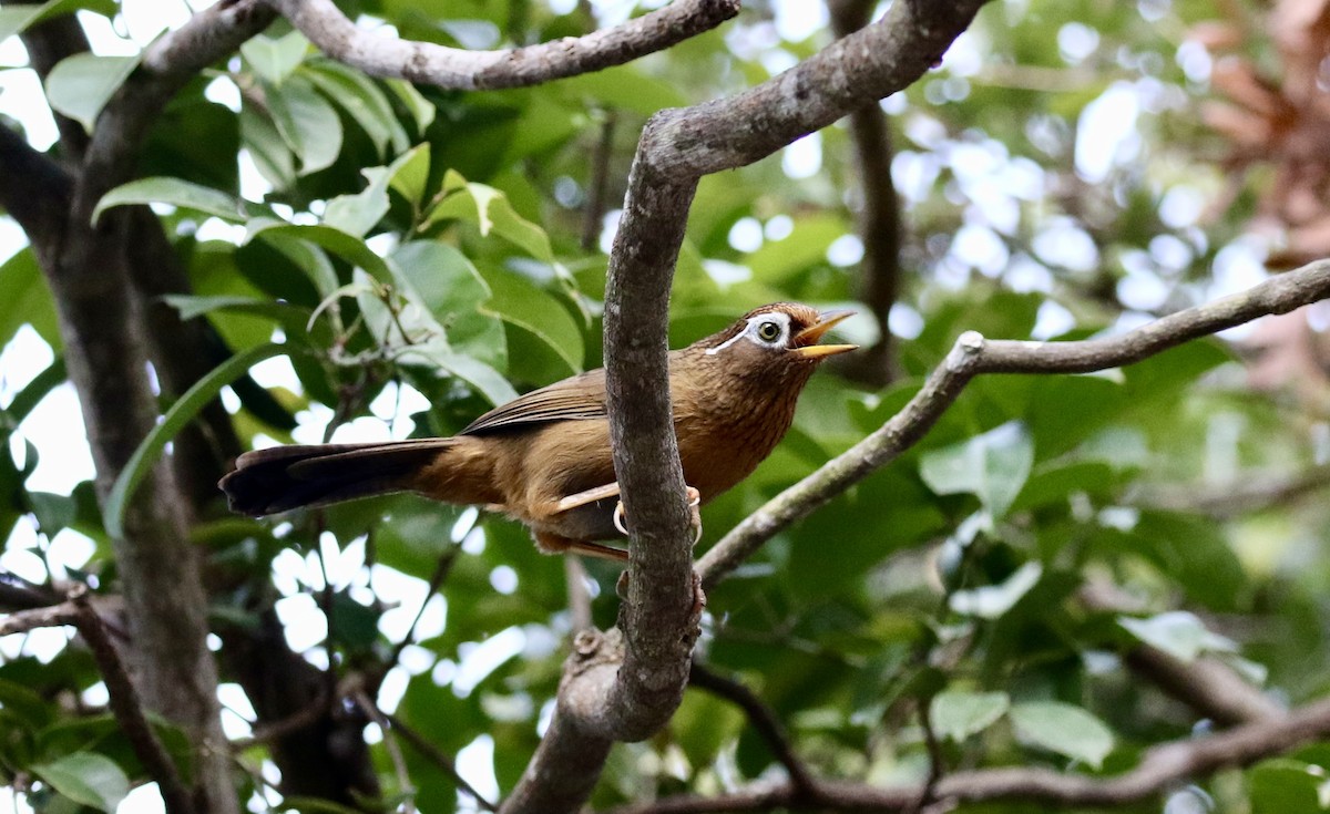 Гуамея світлоока - ML646586063
