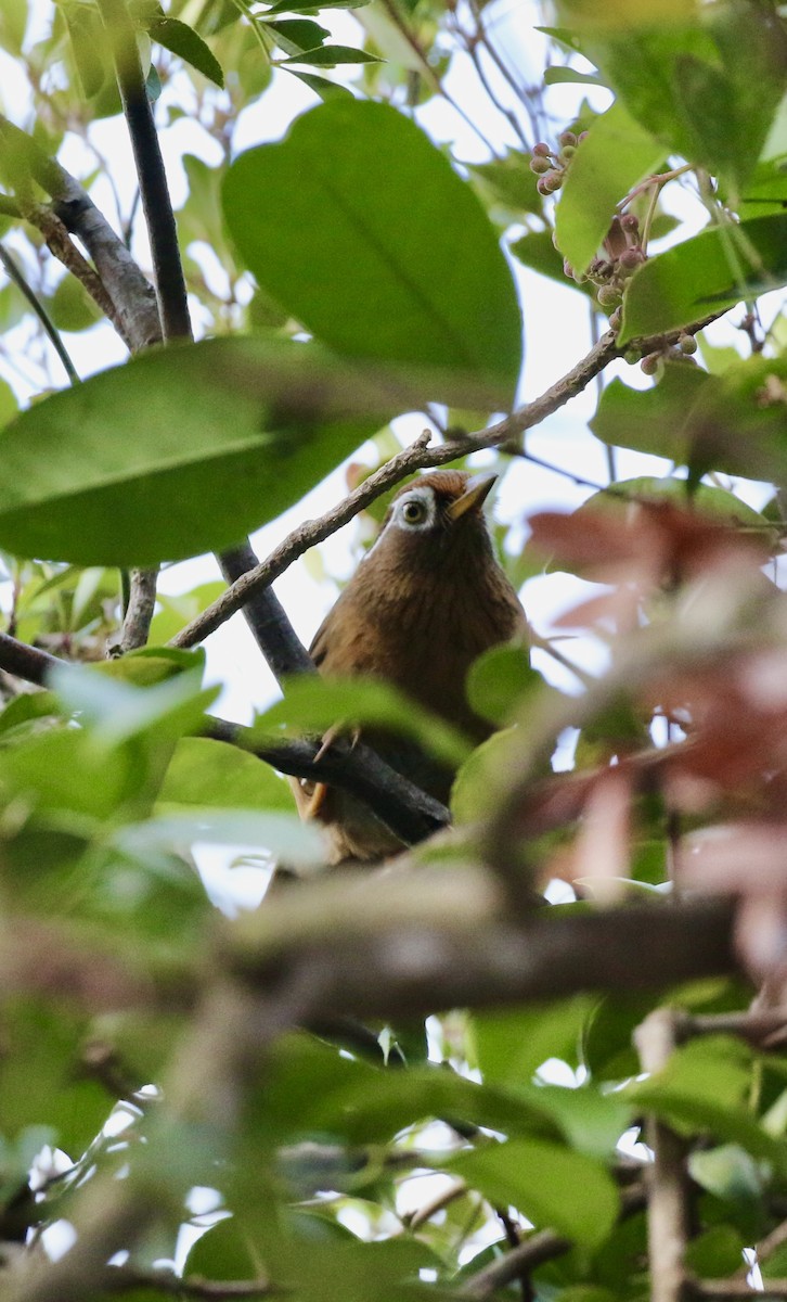 Гуамея світлоока - ML646586065