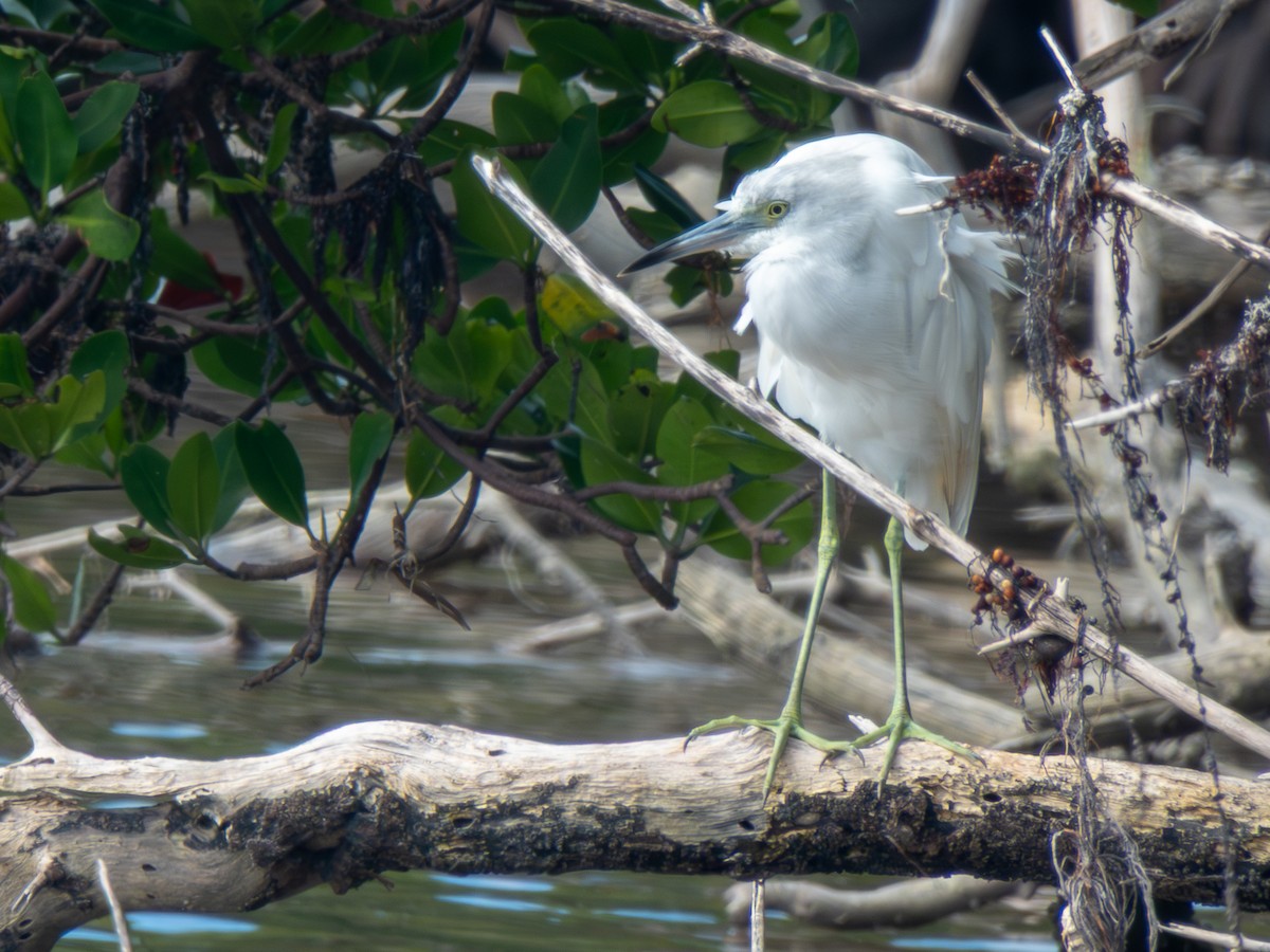 Little Blue Heron - ML646586069