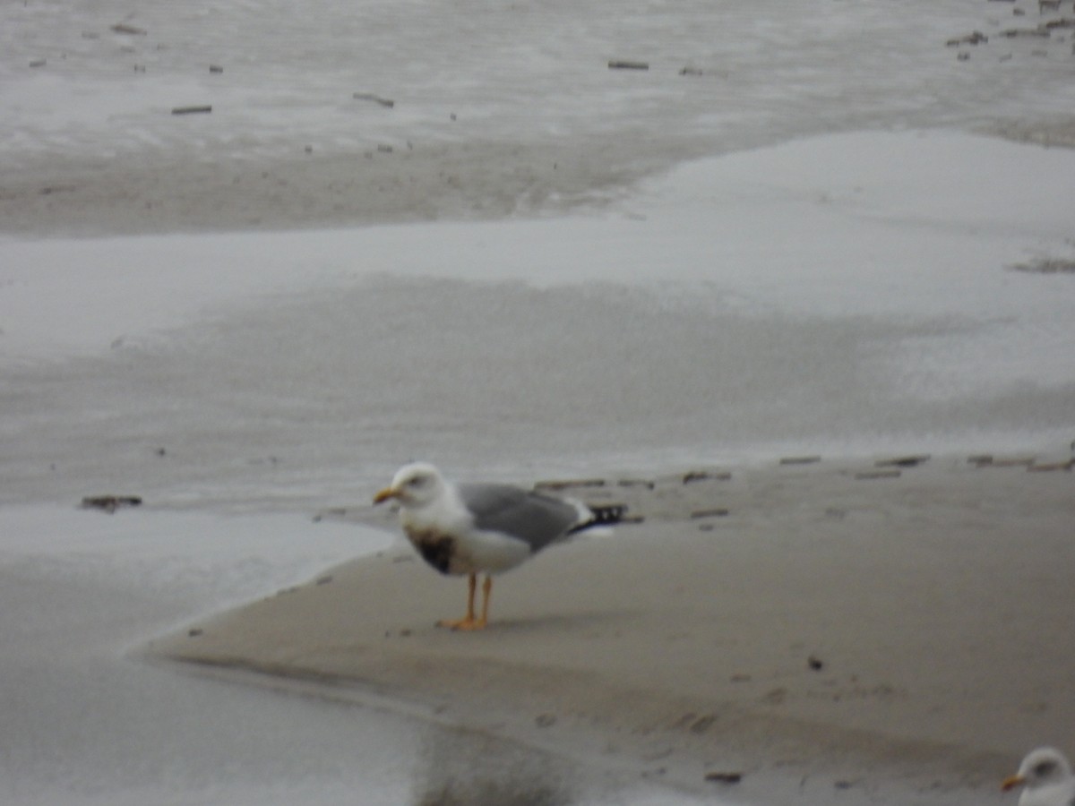 Yellow-legged Gull - ML646586070