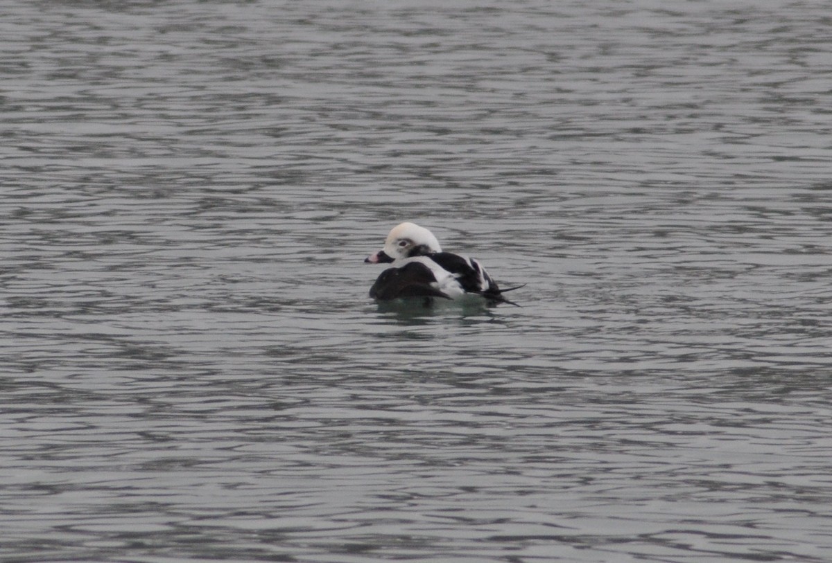 Long-tailed Duck - ML646586072