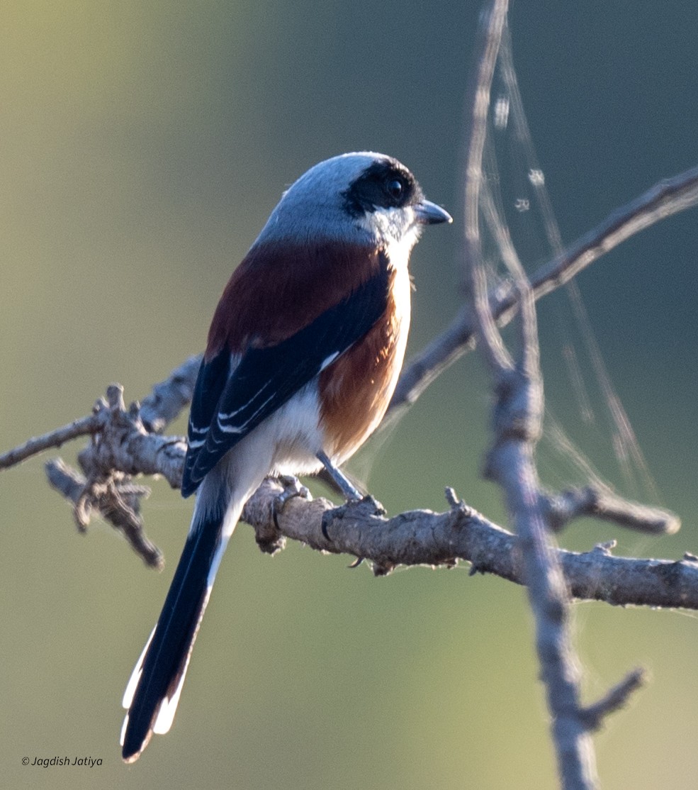 Bay-backed Shrike - ML646586075