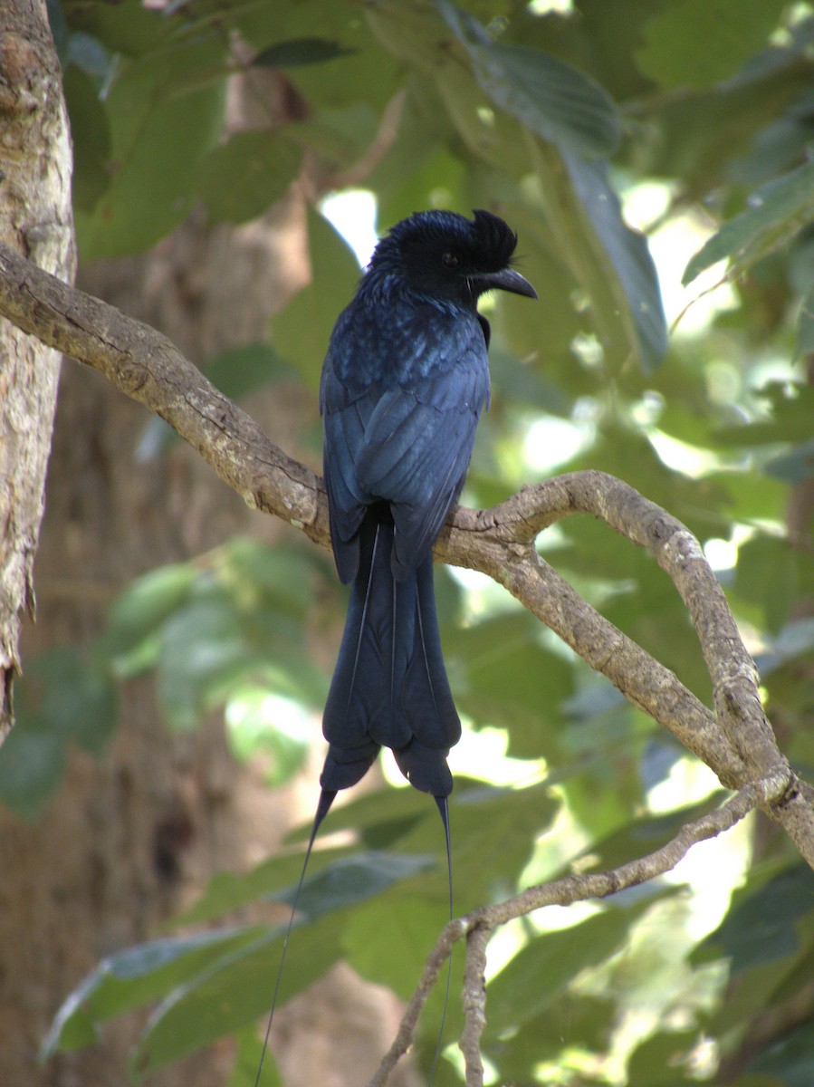 Greater Racket-tailed Drongo - ML646586076