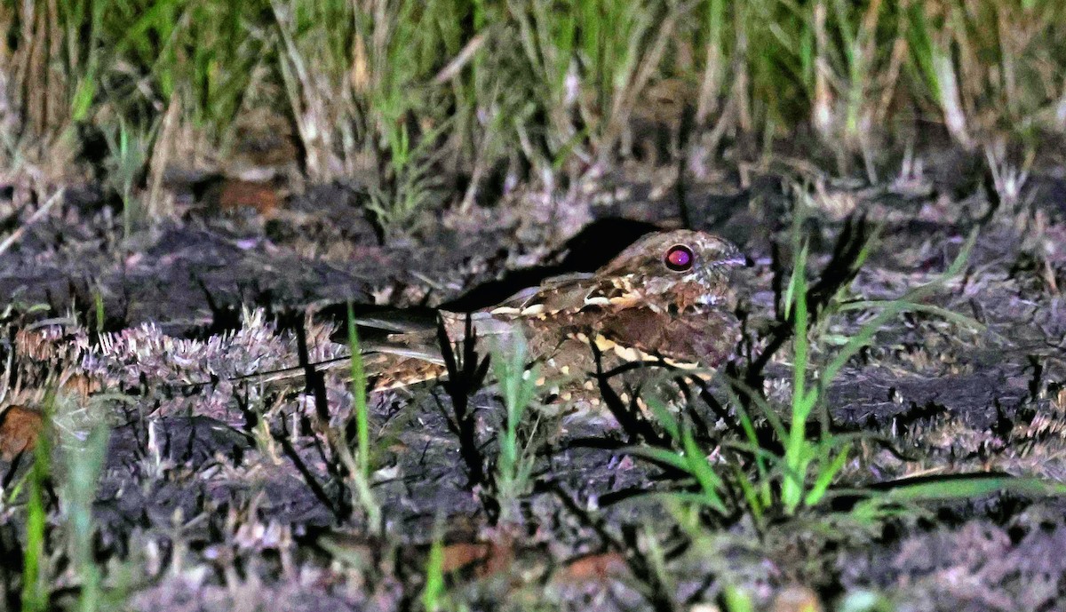 Long-tailed Nightjar - ML646586081