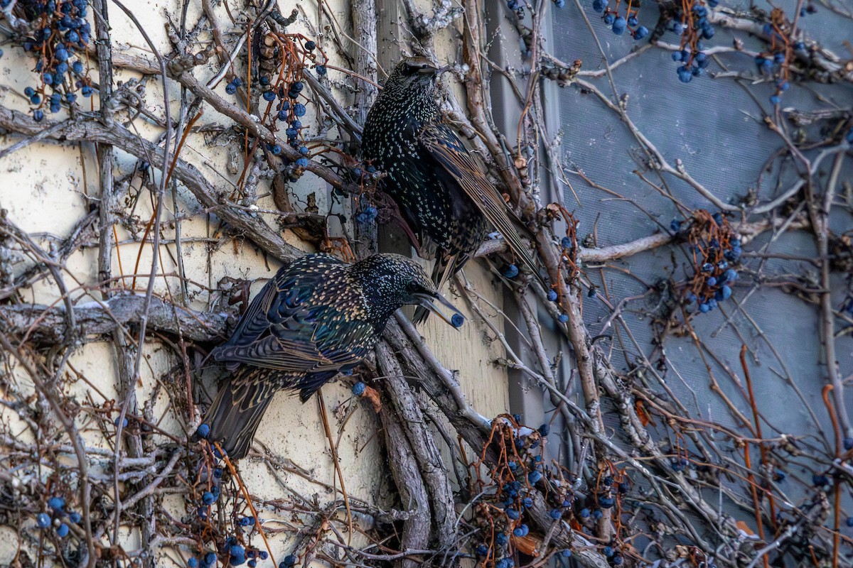 European Starling - ML646586082