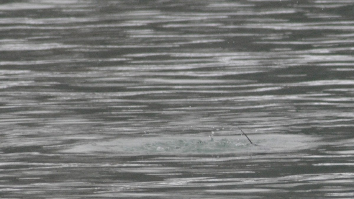 Long-tailed Duck - ML646586083