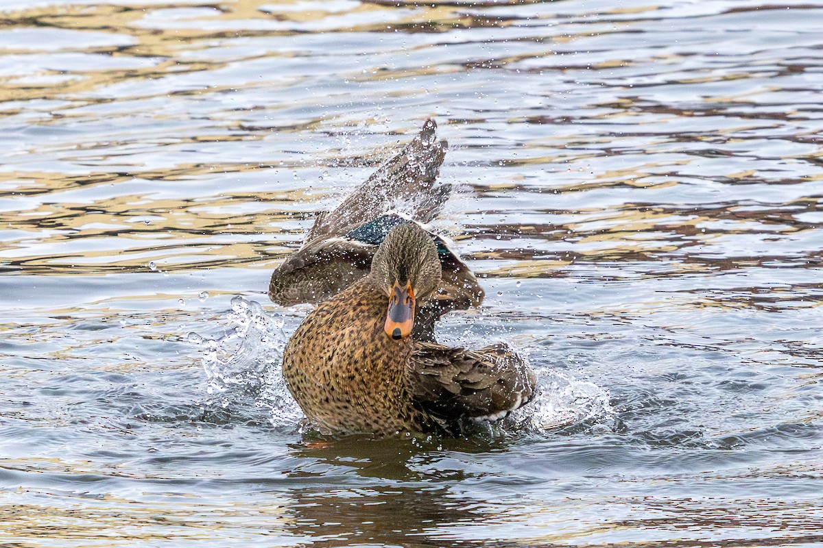 Mallard - ML646586085