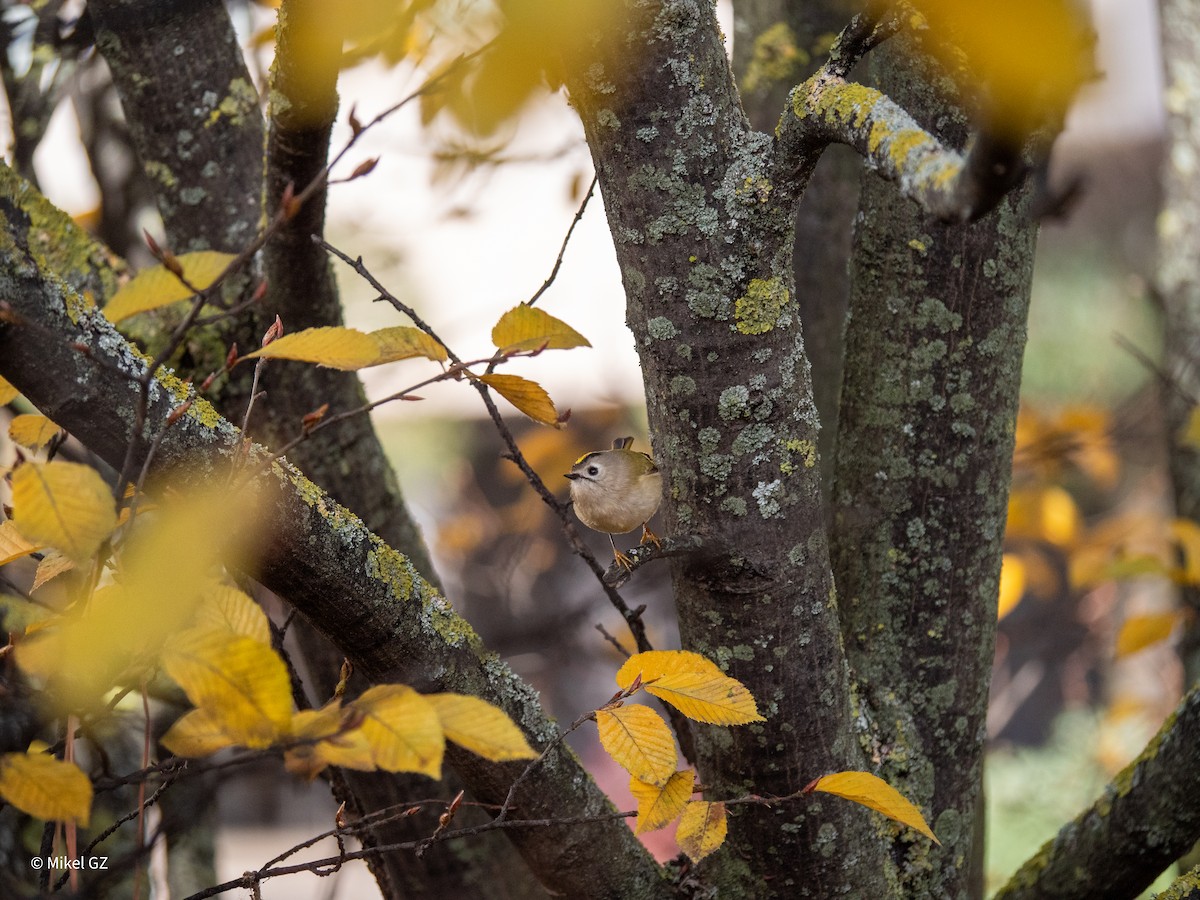 Goldcrest - ML646586086