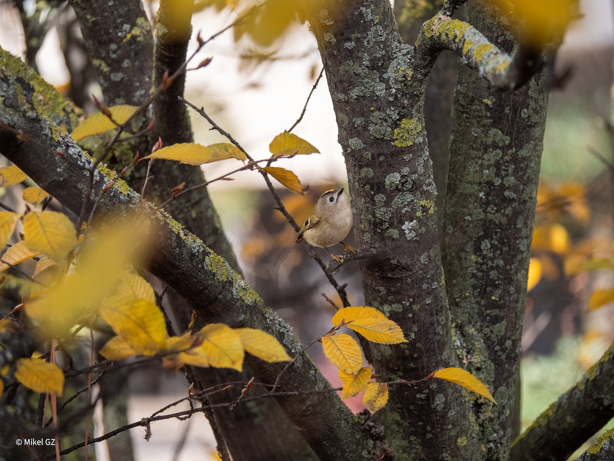 Goldcrest - ML646586087