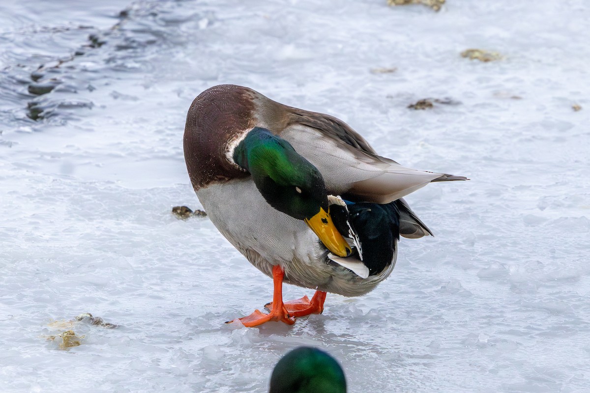 Mallard - ML646586091