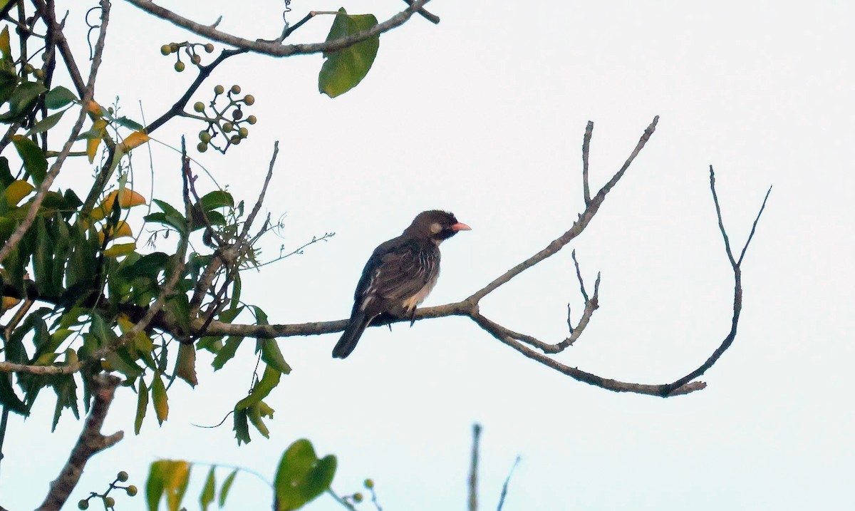 Greater Honeyguide - ML646586092