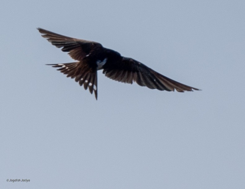 Barn Swallow - ML646586102