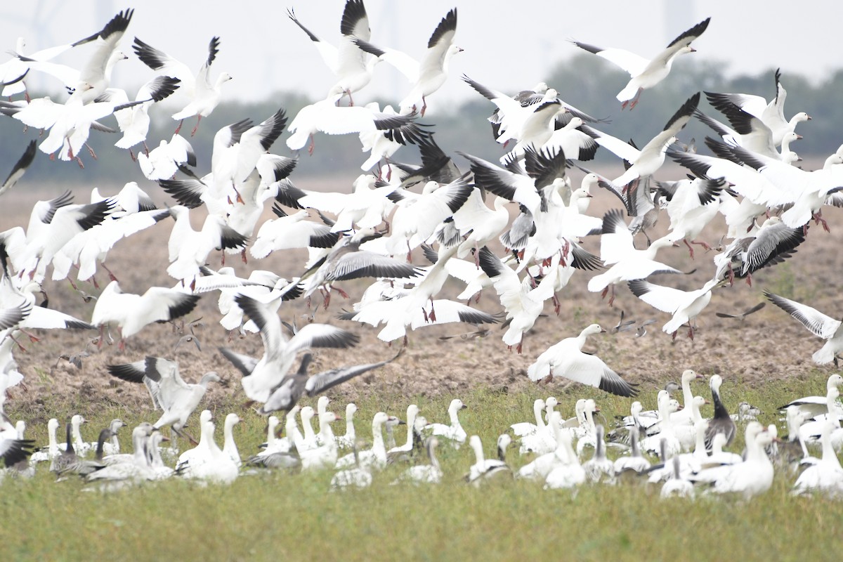 Snow Goose - ML646586103