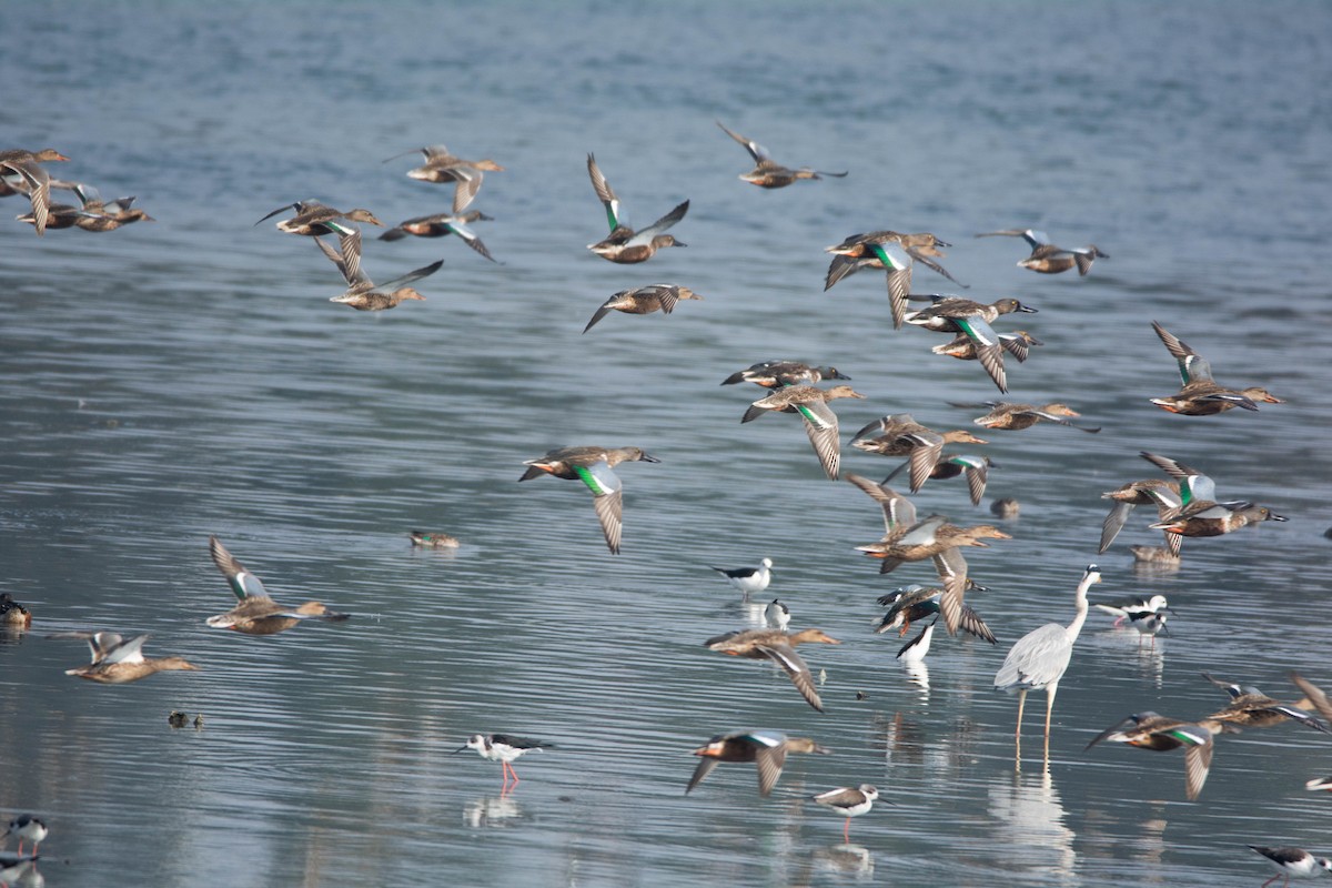 lžičák pestrý - ML646586104