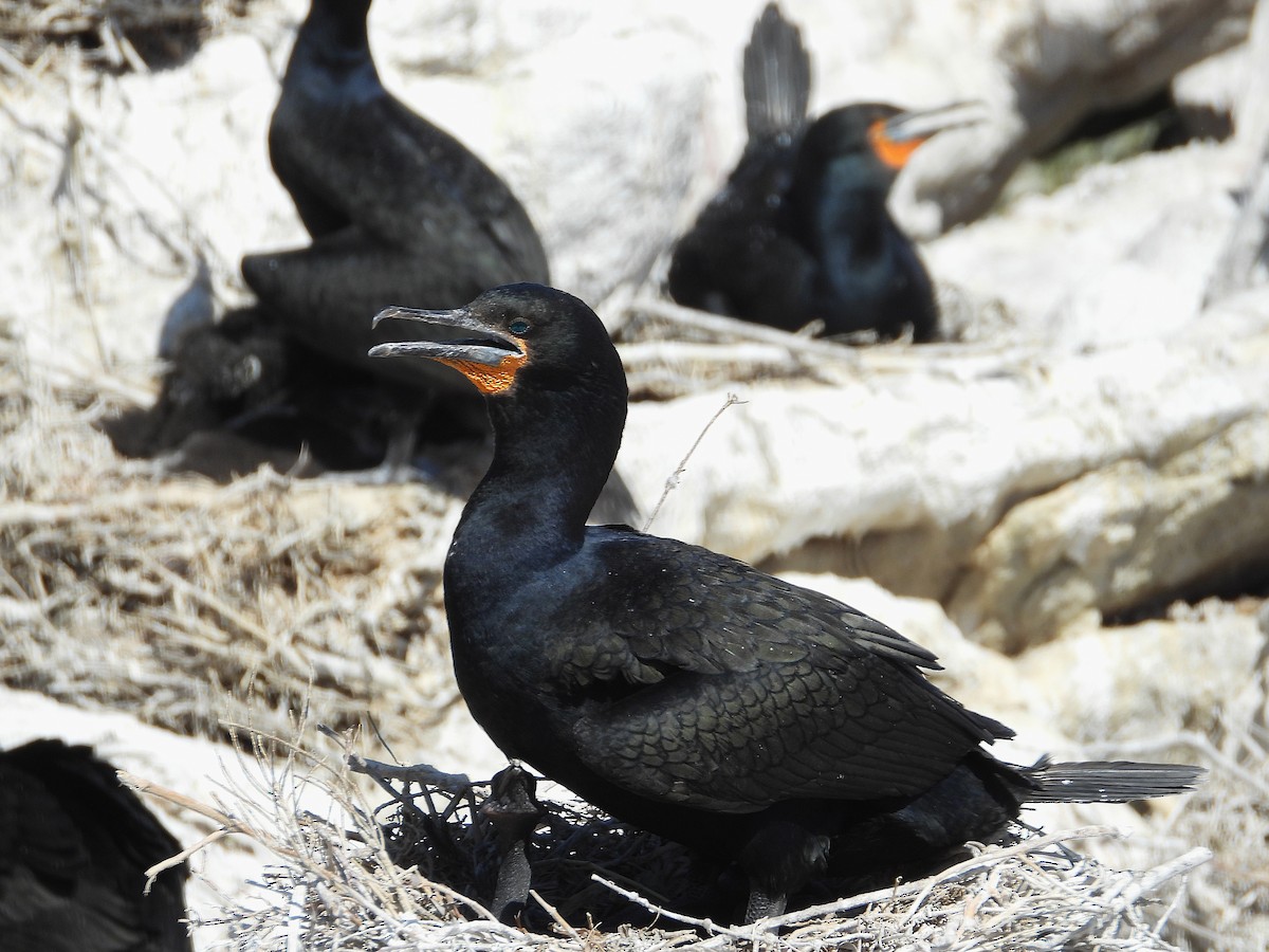 Kap Karabatağı - ML646586108