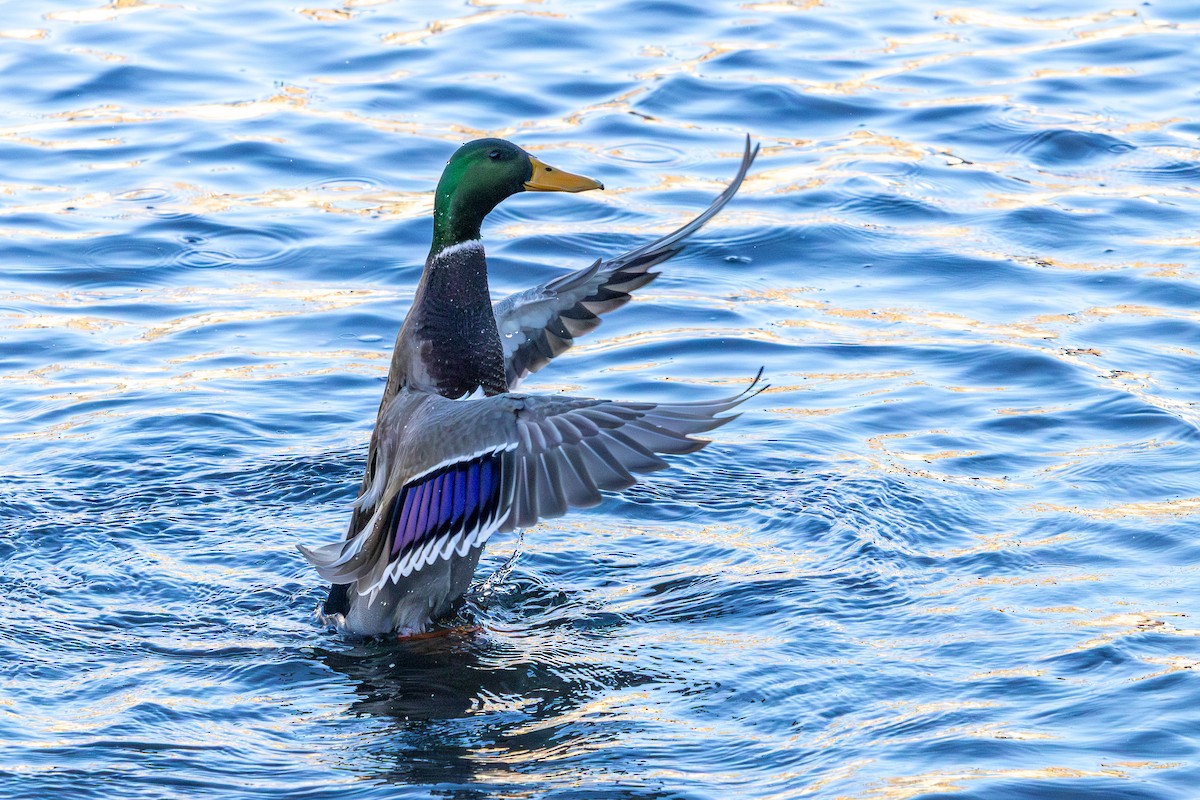 Mallard - ML646586111
