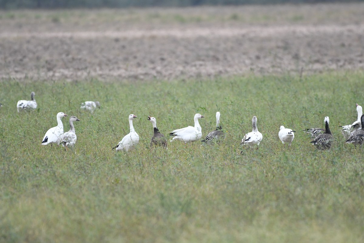 Snow Goose - ML646586113
