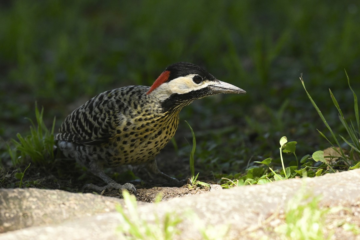 Carpintero Real - ML646586115