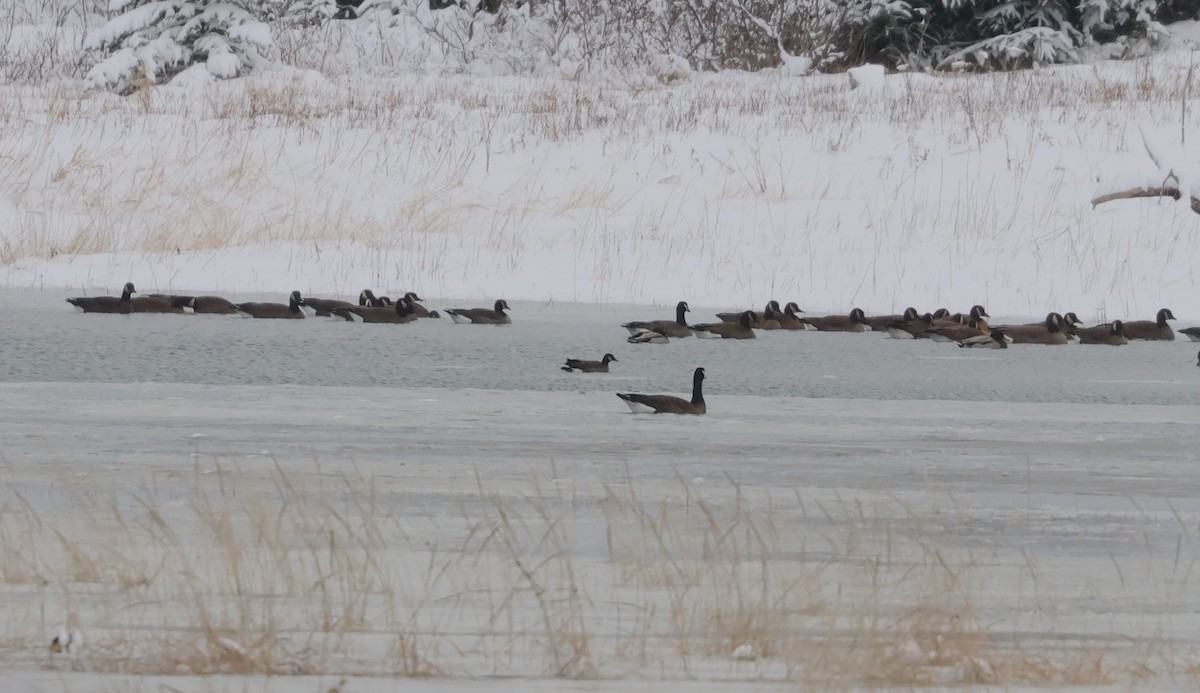 Cackling Goose - ML646586121